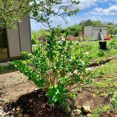 【植木の植え替え】アジサイの植え替え