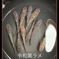 🐟令和黒ラメメダカ　1ペア