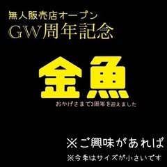 【毎日数量限定】金魚（GW無人販売店周年記念）