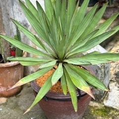 ユッカ  アツバキミガヨラン    陶器鉢 ドライガーデンなど
