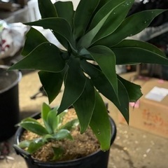 アガベ 子株付き ドライガーデンなとに