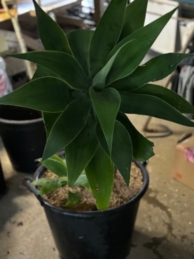 養生しないドライガーデンを作るならこのアガベを植えたらOK 