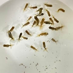 金魚の子供たち差し上げます‼️育ててみたい方どうぞ‼️