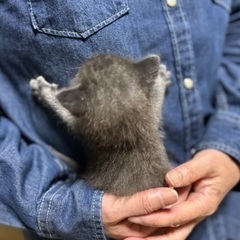 生後3週メス♀ - 猫