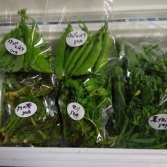 新鮮野菜スナップエンドウ、タラの芽、セリ、人参、かき菜、茎ブロッ...