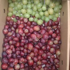 6500円相当分　ラスト1名様分 ⭕皮ごと食べられるブドウ🍇ぶど...