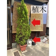 植木１個