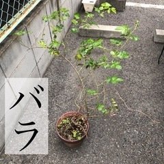 バラの鉢植え