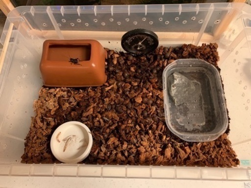 爬虫類飼育セット