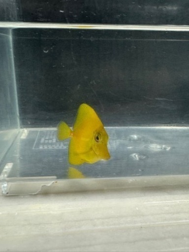 海水魚#38