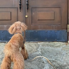 🐩カットモデル犬募集中🐩