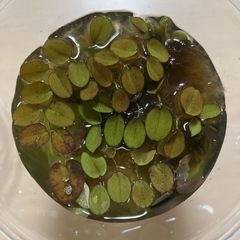 【無料】　水草　浮草