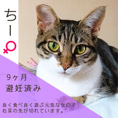 4/28(日)【保護猫のマッチングスペースDreams】大…