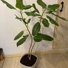 観葉植物、ゴムの木（フィカス・アルテシーマ）、120～130ｃｍ