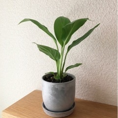 観葉植物　スパティフィラム(16)　20cm　おしゃれな2号の鉢...