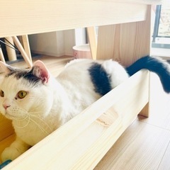 ブリティッシュショートヘアの猫を割愛させていただきます