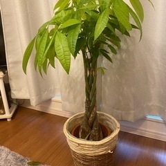 観葉植物　本物　パキラ