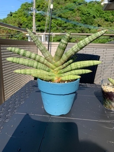 観葉植物　サンスベリア　ボンセレンシス