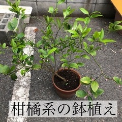 柑橘系の鉢植え