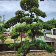 まきの木(槇)一本  ガーデニング  日本庭園  カフェ