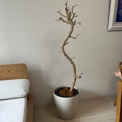 ゴムの木　ベンガレンシス　鉢植え