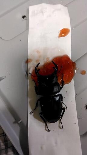 天然のオオクワガタ