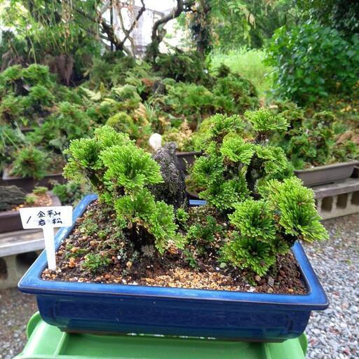 金華山岩松盆栽