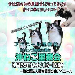 5月25日沖ねこ里親会inマンガ倉庫泡瀬店