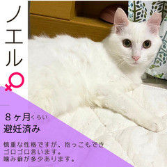 明日‼︎4/28(日)【保護猫のマッチングスペースDreams】...