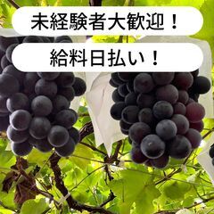 【日払い】福岡県筑後市前津でぶどう栽培補助作業等のお仕事！...