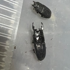 フィリピンネブトクワガタ幼虫3匹セット