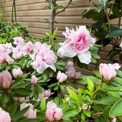 八重ツツジ薄ピンク(花終わり)【花木】