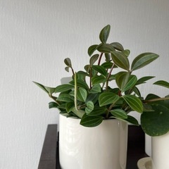 観葉植物　まとめて