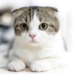 近所の家で猫が虐待されてるような声が聞こえてきてとても不安…