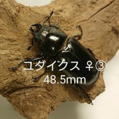 【即ブリ】ユダイクスミヤマ CBF1 新成虫 ♀③ 48.5mm