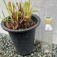 レモングラス(ハーブ)鉢植え　ガーデニング　