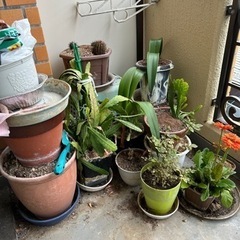植物いろいろ7鉢