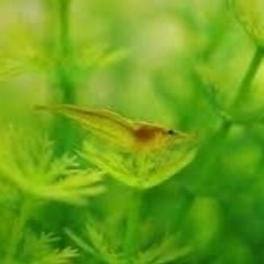 ミナミヌマエビの稚魚