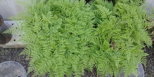 小豆島産シノブ（平鉢植え）
