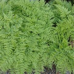 小豆島産シノブ（平鉢植え）