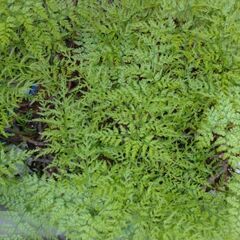 小豆島産シノブ（平鉢植え）