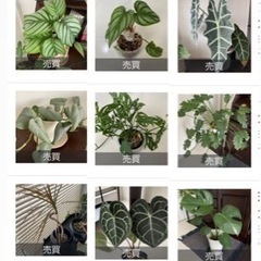 希少な観葉植物　まとめて