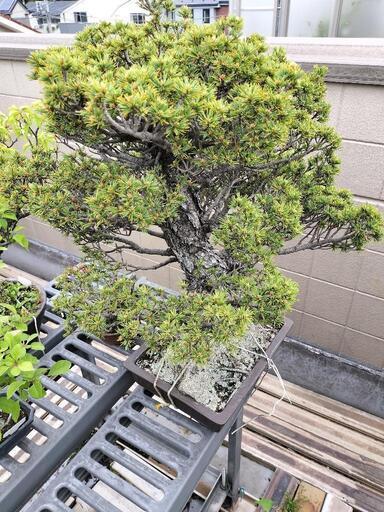 急ぎです。亡き祖父の五葉松の盆栽を今日明日中に横浜まで取りに来られる方を探しております。