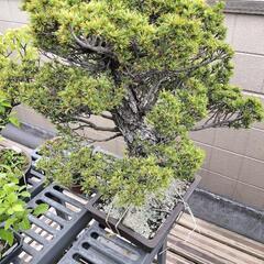 急ぎです。亡き祖父の五葉松の盆栽を今週中に横浜まで取りに来…