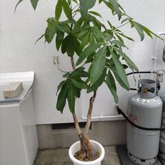 観葉植物、パキラ