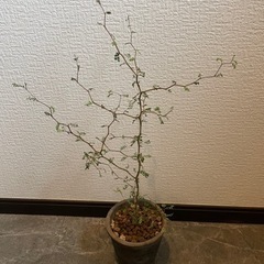 観葉植物 リトルベイビー ソフォラ