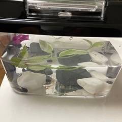 新品同様　おたまじゃくし5匹　水物　虫かご　ペット　魚用網　水槽