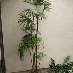 🌴棕櫚竹(シュロチク)観葉植物2 
9本立ち