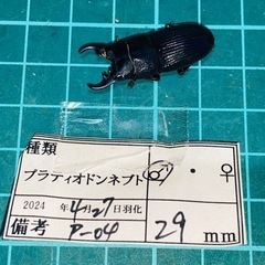 ⑥プラティオドンネブトクワガタ　新成虫ペアの販売