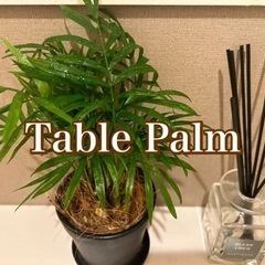 トロピカルな雰囲気が人気✨の観葉植物【テーブルヤシ】✨